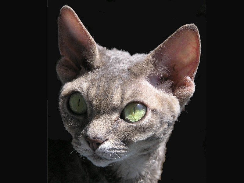 Angelica Sand Silk,Devon Rex Cat,Female,More pictures